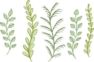 Set of vector twigs and leaves. Vector illustration. Natural plant.