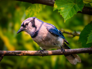 Fototapeta premium A close-up shot of a blue jay perched on a twig on a blurred natural green background