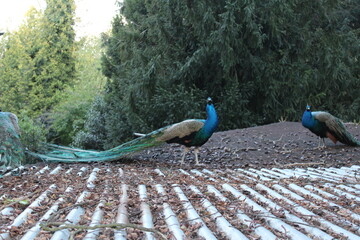 peacock in the park
