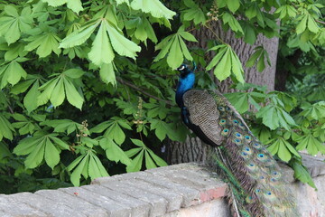 peacock in the woods