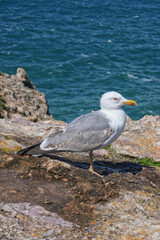 Möve an der Küste hoch über dem Meer