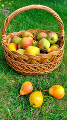 Harvest of ripe organic pears in a wicker basket