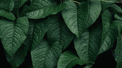 green leaf texture and dark nature background