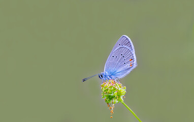 Polyeyed Beautiful Blue Butterfly (Polyommatus bellis)