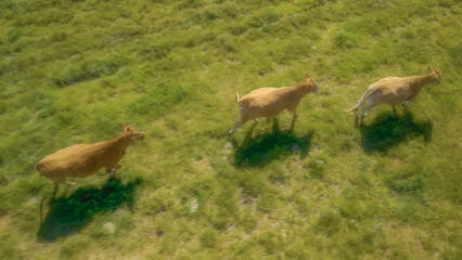 ドローンで撮影した牛