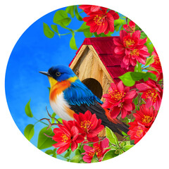 Spring Easter beautiful background, two small tit birds sitting on the branches of a blooming red quince near a birdhouse, first greens, primroses, round shape, circle, no AI