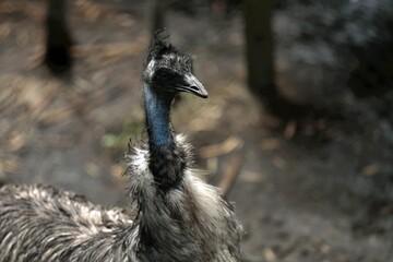 暖かい光を浴びたエミュー