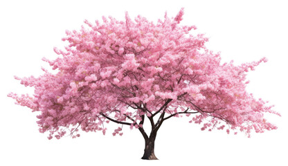 PNG Rhododendron springtime fragility freshness.