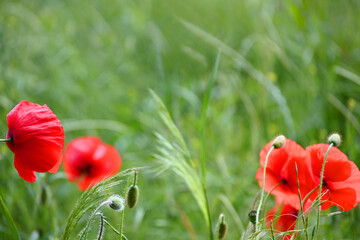 Mohblumen - Wiese - Sommer