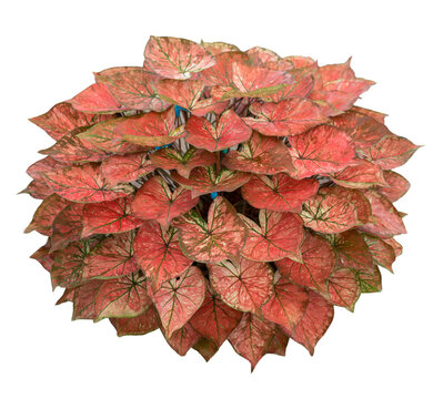 caladium on white background isolate with clipping path. Queen of the leaves plants. Colorful of bon leaves isolate object