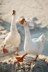 A cute group of geese on a beach