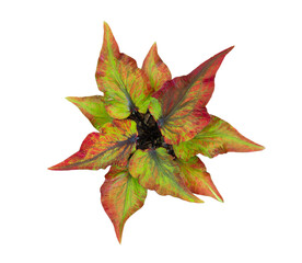 caladium on white background isolate with clipping path. Queen of the leaves plants. Colorful of bon leaves isolate object