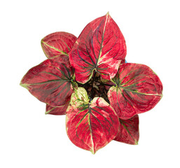 caladium on white background isolate with clipping path. Queen of the leaves plants. Colorful of bon leaves isolate object