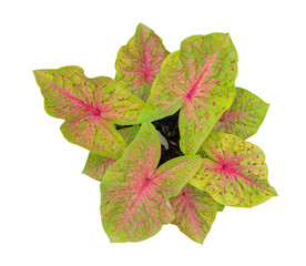 caladium on white background isolate with clipping path. Queen of the leaves plants. Colorful of bon leaves isolate object