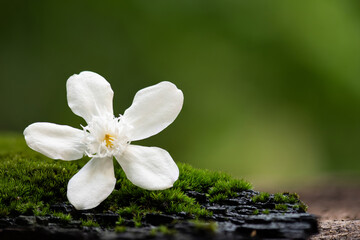 Wrightia antidysenterica flower on natural background.