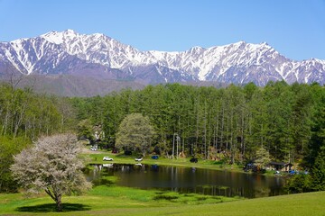 信州　大町　中山高原　残雪の北アルプスと一本桜