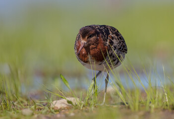 Ruff - male bird at a wetland on the mating season in spring