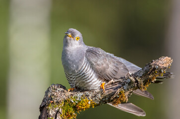 Common cuckoo - in spring at a wet forest