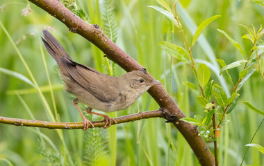 River Warbler - near the nesting place in summer