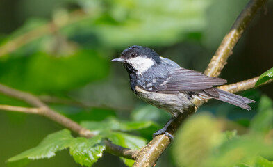 Obraz premium Coal tit in summer at a wet forest