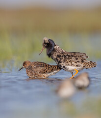  The ruff - pair at wetland on a mating season in spring