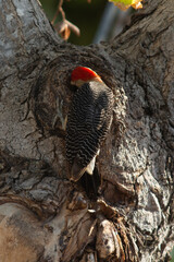 Woodpecker back mounted on a tree