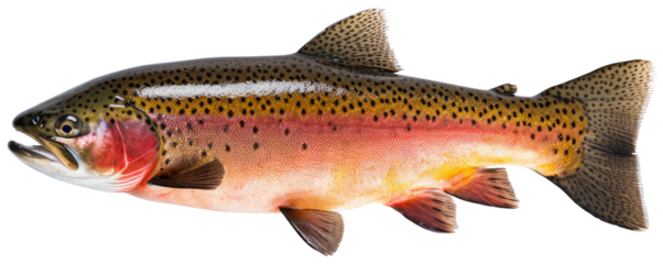 Rainbow trout river fish with transparent background in side view.