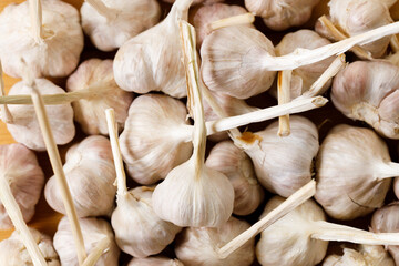 Ripe organic garlic clove and bulb on wooden background.  Close-up. Selective focus.