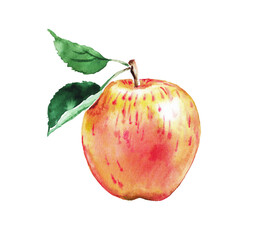 Apple, watercolor illustration of red and yellow apples, fruits, watercolor food illustration , hand drawn illustration	