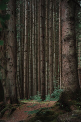 path in the forest