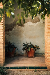 wall with window and plants