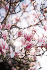 tree blossom