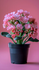Fototapeta premium cute mini Kalanchoe plant in a pot,pastel background