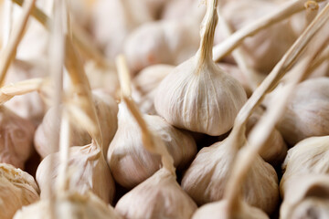 Ripe organic garlic clove and bulb on wooden background.  Close-up. Selective focus.