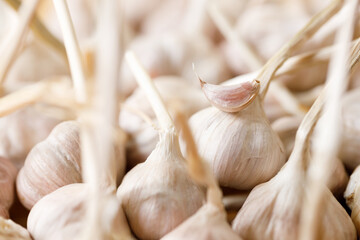 Ripe organic garlic clove and bulb on wooden background.  Close-up. Selective focus.