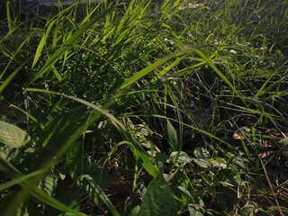 the green grass is a bit dark. Background,Place for text