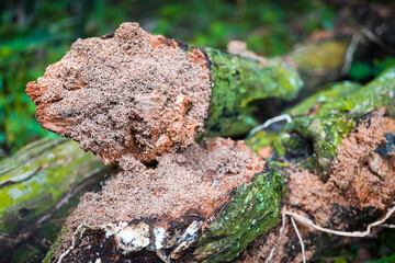 Close up photo of decayed old rotten wood log eaten by termites. Decomposed tree trunk on the ground in the forest. Concept for international forest day, go green, earth day, ecology.