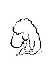 Schaf