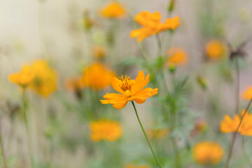 Obraz premium Cosmos, Mexican Aster are bloming