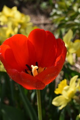 Fototapeta premium A tulip in the garden, Sainte-Apolline, Québec, Canada