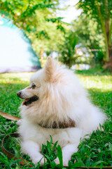 Cute white small pomeranian pet dog in the green grass