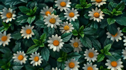 Fototapeta premium a field of daisies, the beauty of natural patterns, nature photography