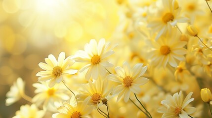 yellow flowers background © Reungsri