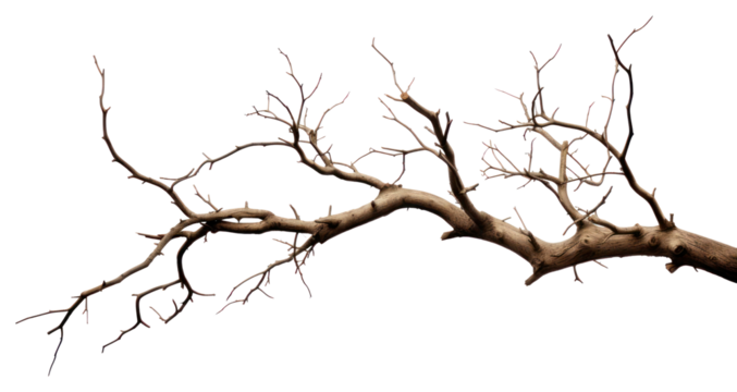 PNG Tree branch plant transparent background. 
