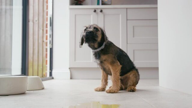 Toilet or house training border terrier puppy sitting on kitchen floor at home after wee - shot in slow motion