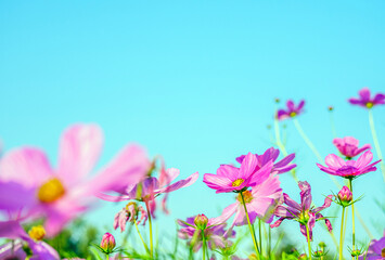 Beautiful cosmos flower field and blue sky. Low angle view nature cosmos flower wallpaper background.