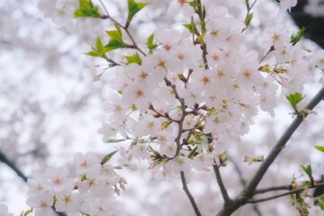 blooming tree