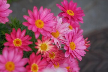 pink flowers