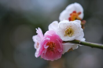 close up of pink flower