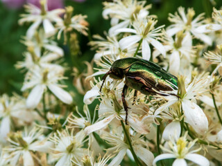 photo of a shaggy bronze beetle on a white shrub close-up